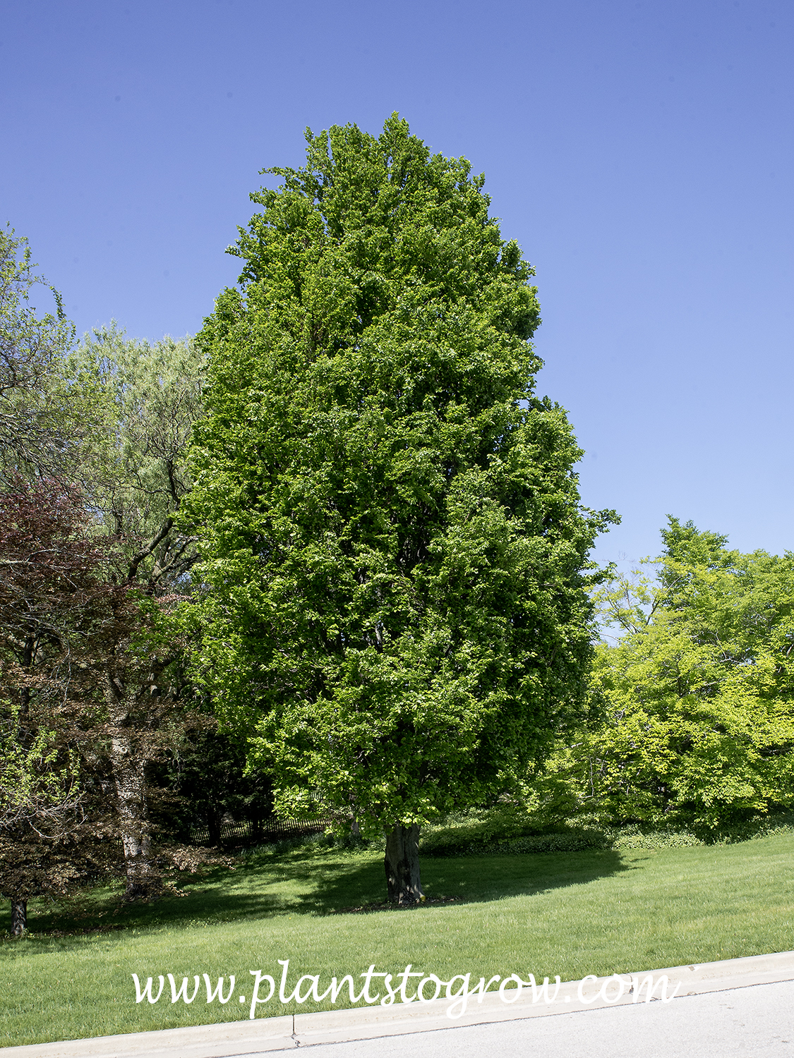 Dawyck European Beech (Fagus sylvatica) | Plants To Grow Plants Database by  Paul S. Drobot