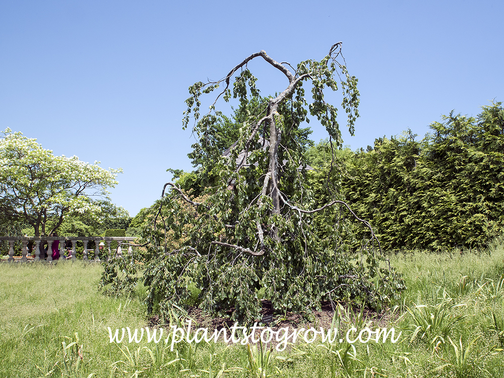 Weeping Beech (Fagus sylvatica pendula) | Plants To Grow Plants Database by  Paul S. Drobot