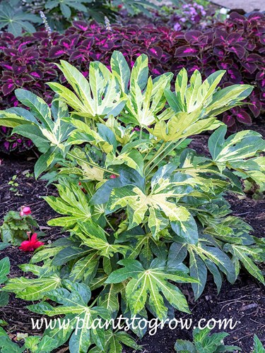 Cluster of Clouds Brocade Fatsia (Fatsia japonica Murakumo Nishki) | Plants  To Grow Plants Database by Paul S. Drobot