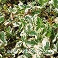 Variegated Alpine Strawberry (Rosaceae Fragaria vesca Variegata) | Plants  To Grow Plants Database by Paul S. Drobot