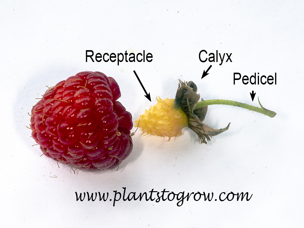 Raspberry Aggregation aggregate fruit raspberry | Plants To Grow Plants Database by Paul S ...
