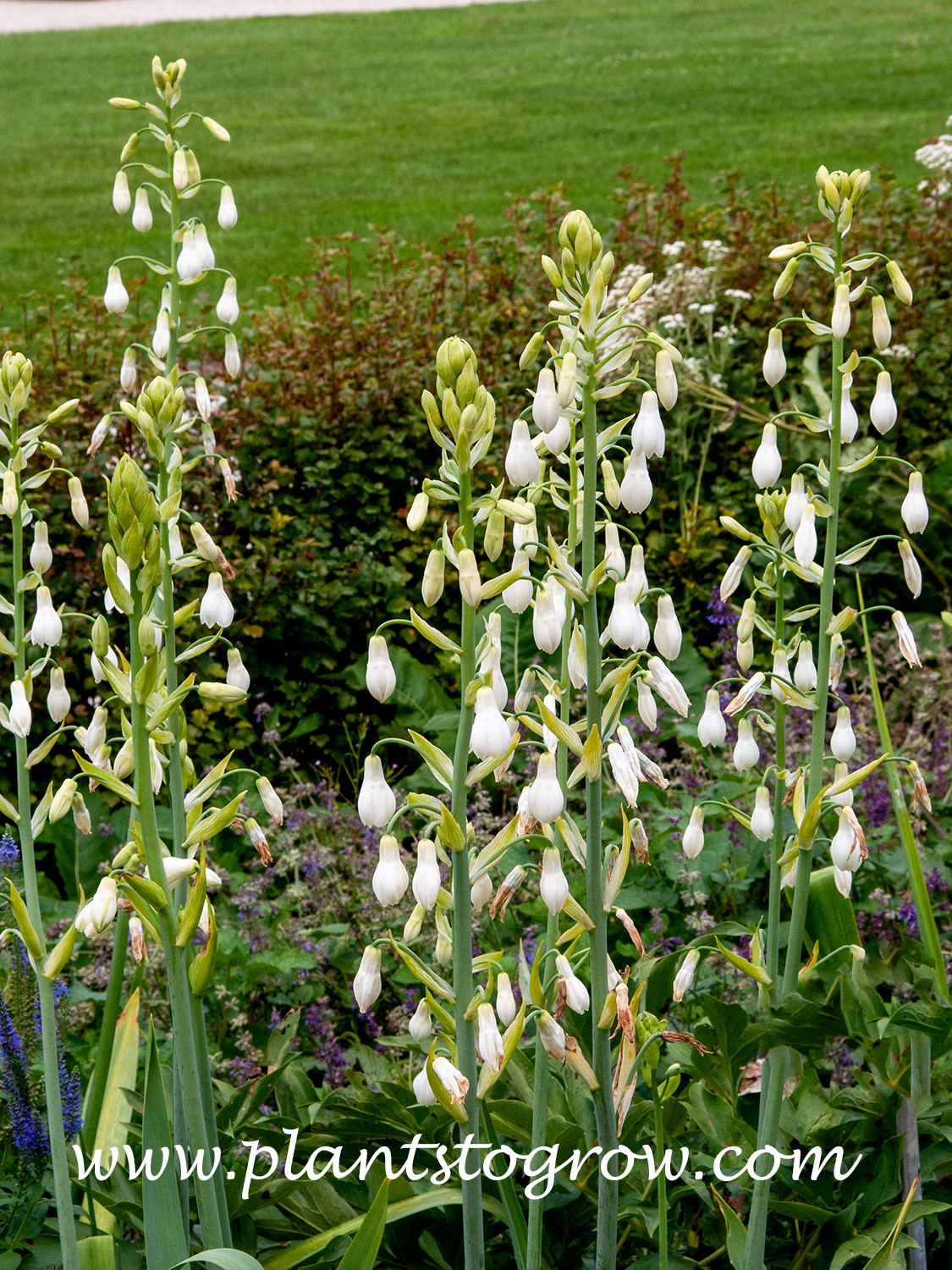 Summer Hyacinth (Galtonia candicans) | Plants To Grow Plants Database ...