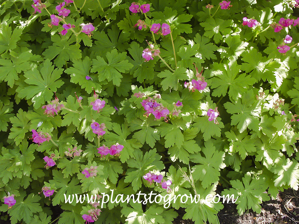 Bevan's Variety Geranium (Geranium macrorrhizum)) | Plants To Grow ...