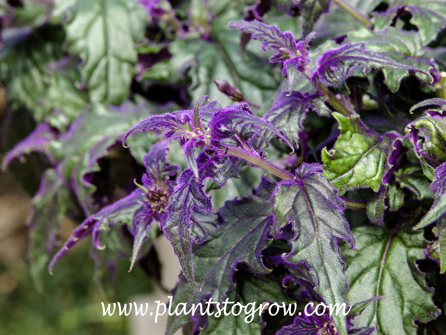 Purple Passion Plant (Gynura aurantiaca) | Plants To Grow Plants ...