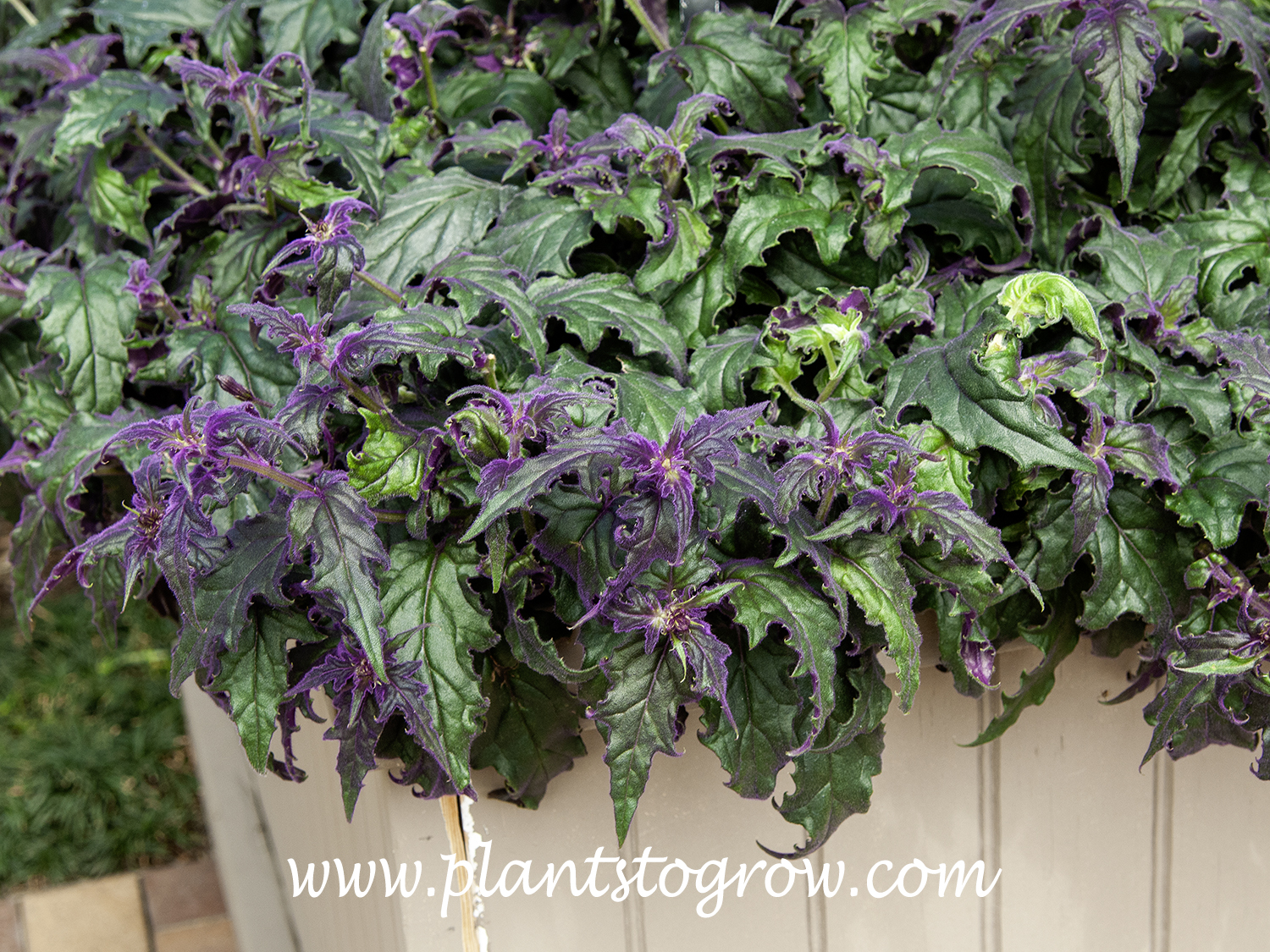 Purple Passion Plant (Gynura aurantiaca) | Plants To Grow Plants Database  by Paul S. Drobot