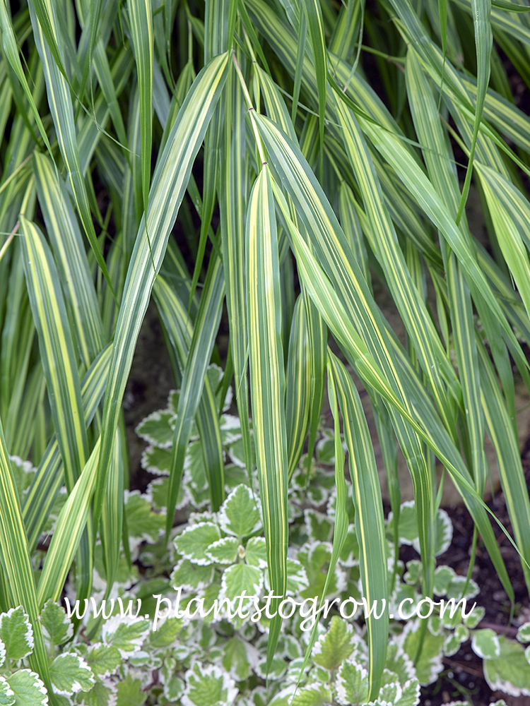 Sunny Delight Japanese Forest Grass (Hakonechloa macra) | Plants To ...