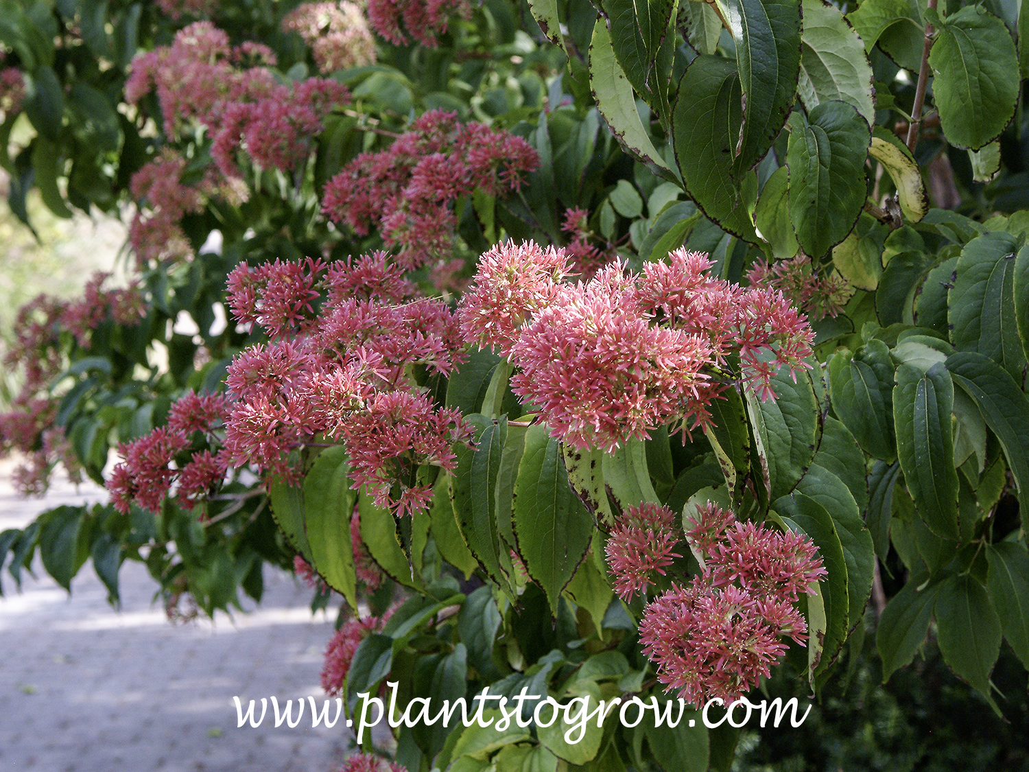 Seven Son Flower (Heptacodium miconioides) | Plants To Grow Plants ...