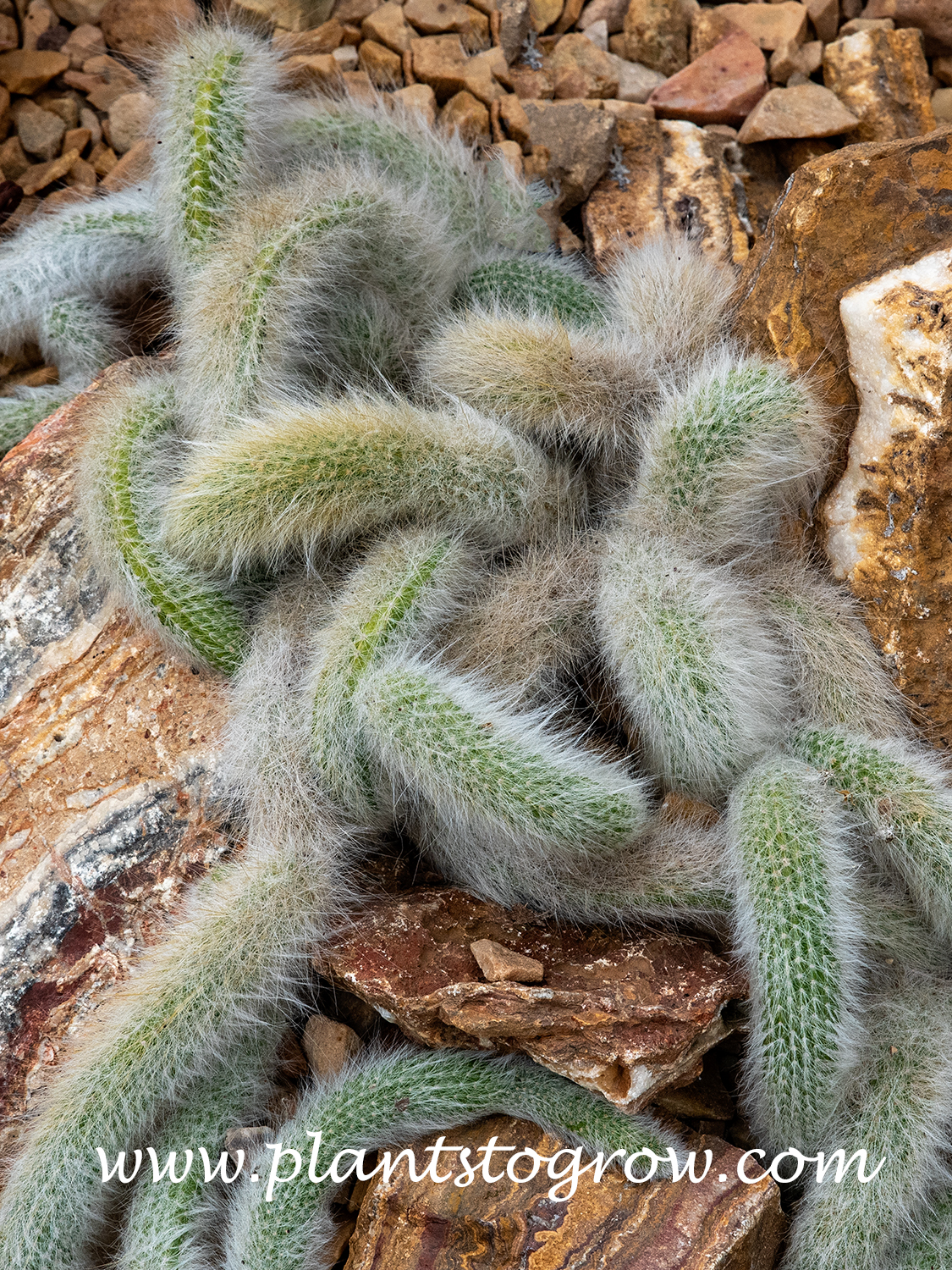dracena draco plant Shop 'Dragon Tree main image 0