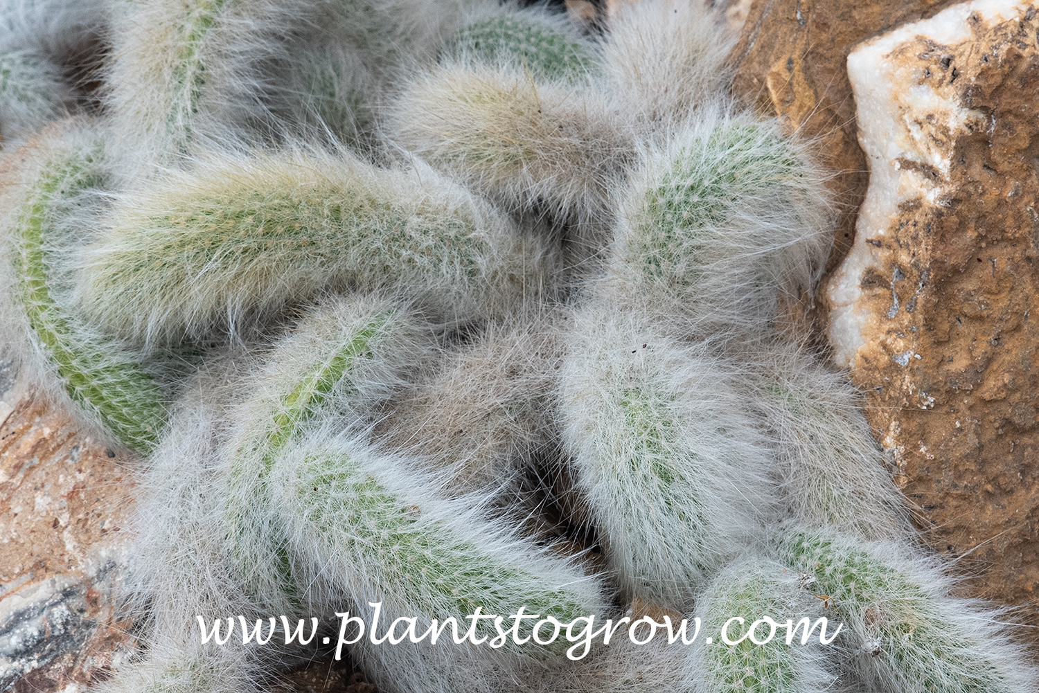 Monkeys Tail Cactus (Hildewintera colademononis) | Plants To Grow Plants  Database by Paul S. Drobot