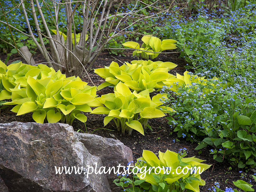 May Hosta Hosta 'May' | Plants To Grow Plants Database by Paul S. Drobot