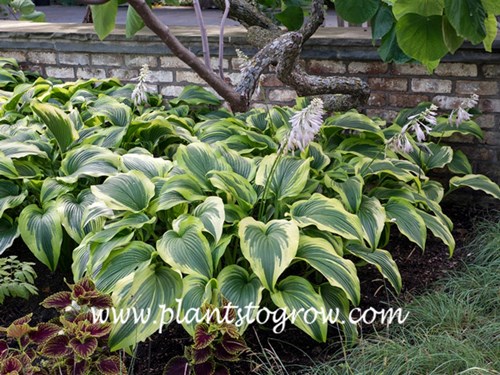 Hosta Aureomarginata (Hosta montana Aureomarginata) | Plants To Grow Plants  Database by Paul S. Drobot