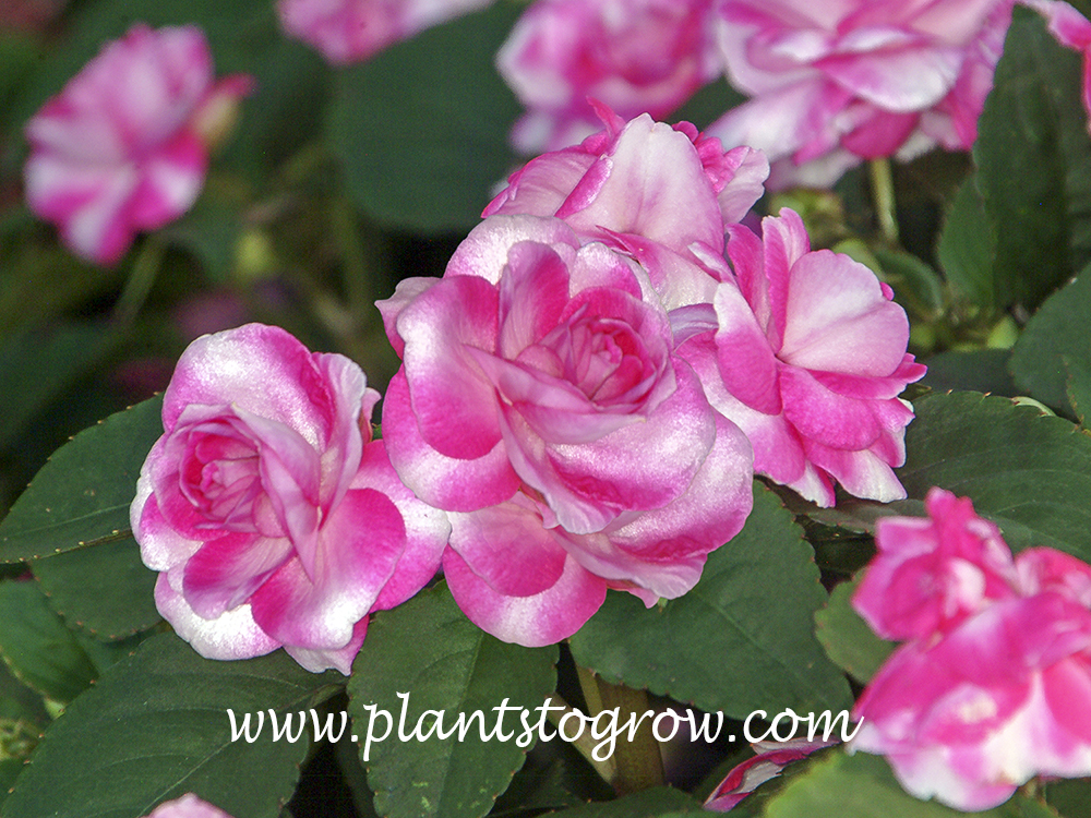Impatiens Fiesta series | Plants To Grow Plants Database by Paul S. Drobot
