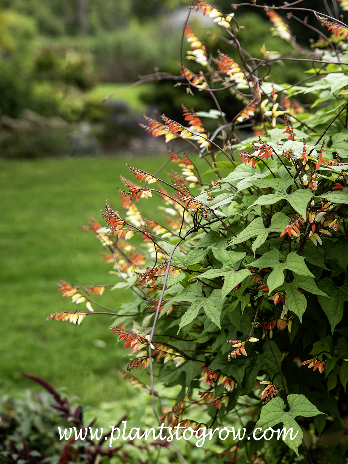 Spanish Flag (Ipomoea lobata) | Plants To Grow Plants Database by Paul S.  Drobot