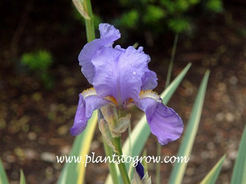 Zebra Iris (Iris pallida aurea variegata) | Plants To Grow Plants Database  by Paul S. Drobot