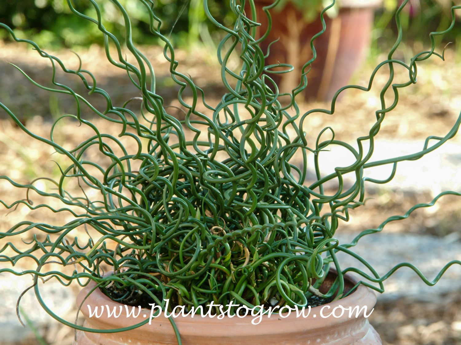Corkscrew Juncus (Juncus effusus Spiralis) | Plants To Grow Plants Database  by Paul S. Drobot