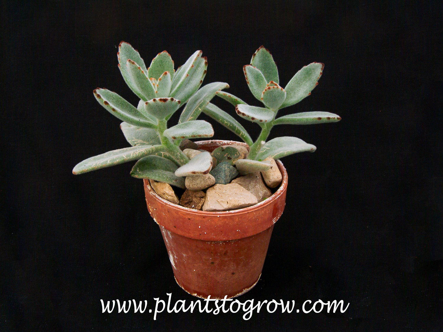 Panda Plant (Kalanchoe tomentosa) | Plants To Grow Plants Database by Paul  S. Drobot