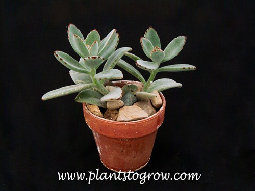 Panda Plant (Kalanchoe tomentosa) | Plants To Grow Plants Database by Paul  S. Drobot