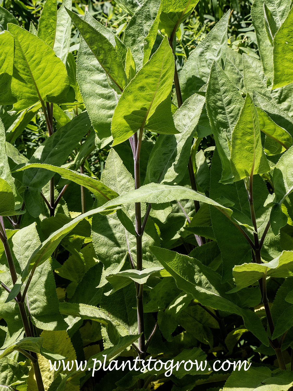 Baja pitcher sage (Lepechinia hastata) | Plants To Grow Plants Database ...