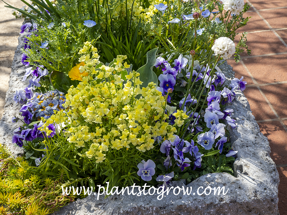 Linaria Fantasy series (Linaria maroccana) | Plants To Grow Plants Database  by Paul S. Drobot