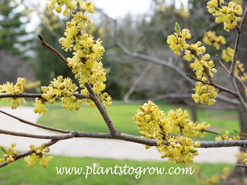 Spice Bush (Lindera benzoin) | Plants To Grow Plants Database by Paul S.  Drobot