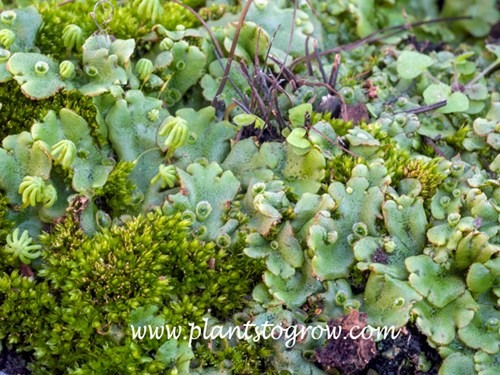 Some Liverwort growing with some moss.