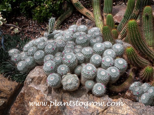 9-11 | Plants To Grow Plants Database by Paul S. Drobot