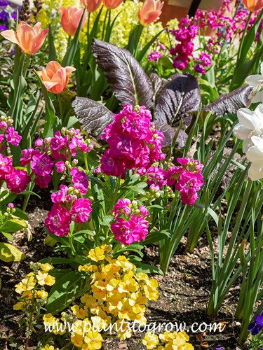 Hot Cakes' Stock (Matthiola incana) | Plants To Grow Plants Database by  Paul S. Drobot