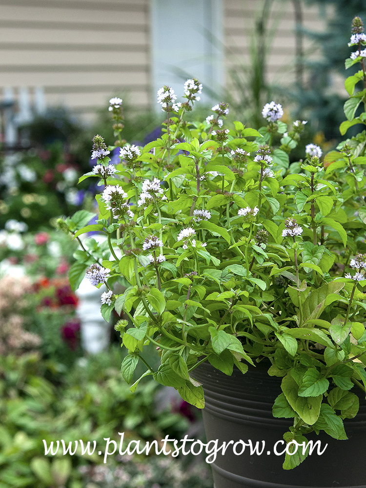 Peppermint (Mentha piperita) | Plants To Grow Plants Database by Paul S.  Drobot