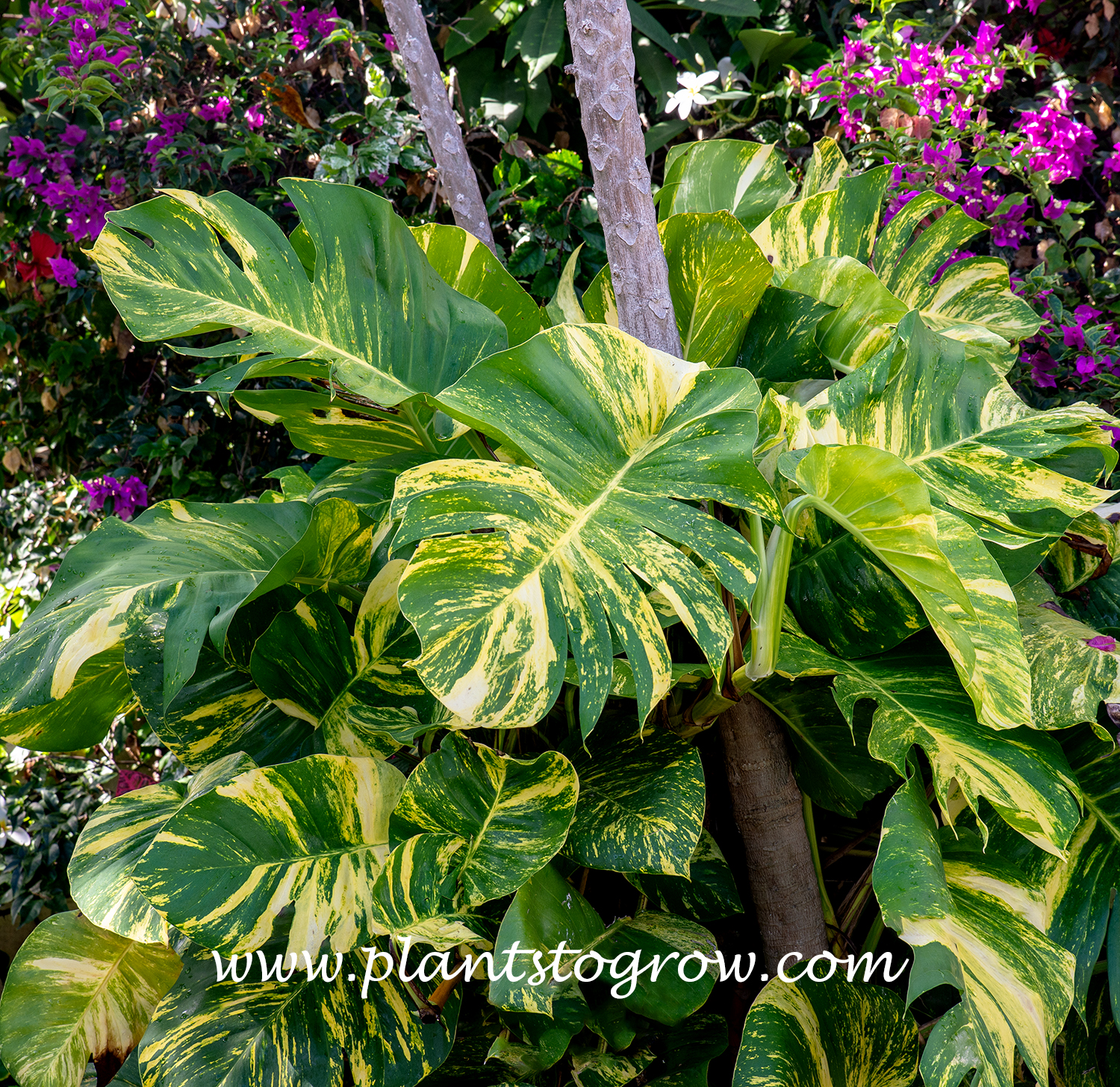 Variegada Monstera Variegated Monstera (Monstera deliciosa variegata) | Plants To Grow ...