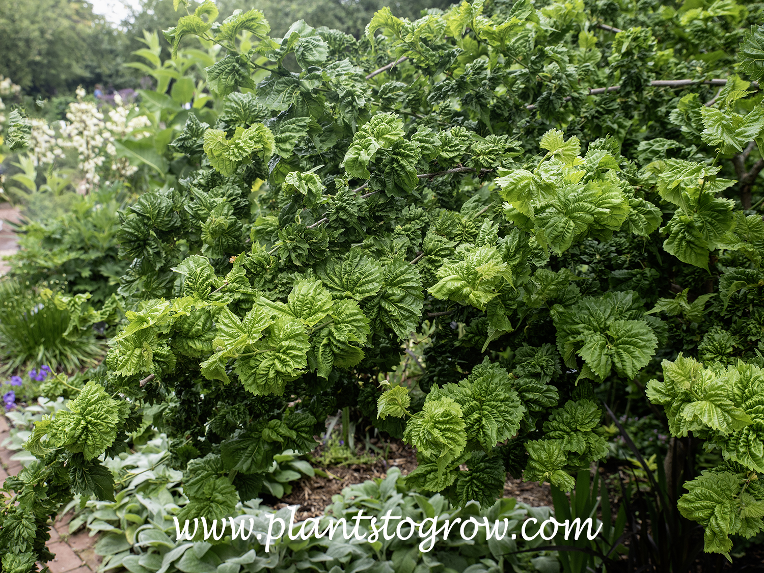 Ho-O White Mulberry (Morus alba) | Plants To Grow Plants Database by ...