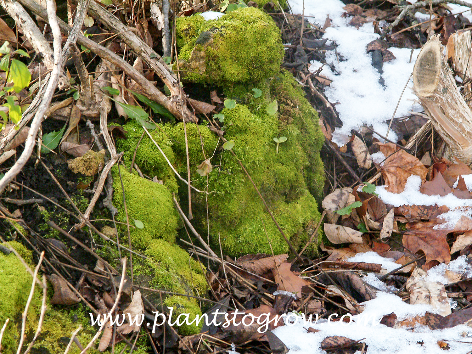 Moss showing the sporangium is in the gametophyte stage of alternation of generation. Moss are seedless vascular plants.