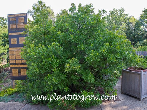 'Bayberry' (Myrica pensylvanica)