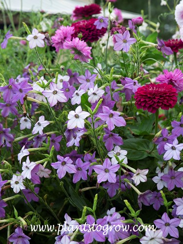 three sisters tobacco Sacred native american plants for healing and life