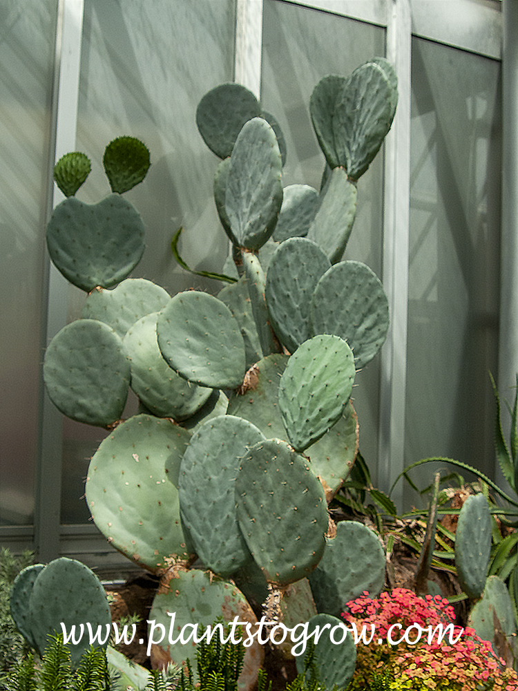 Sweet Prickly Pear (Opuntia ficus-indica) | Plants To Grow Plants Database  by Paul S. Drobot