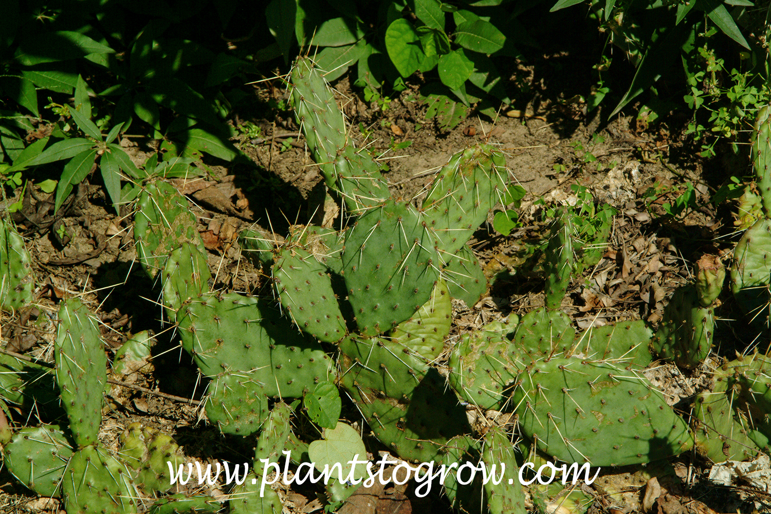 Opuntia polyacantha (Plains prickly pear) - Shoot Gardening