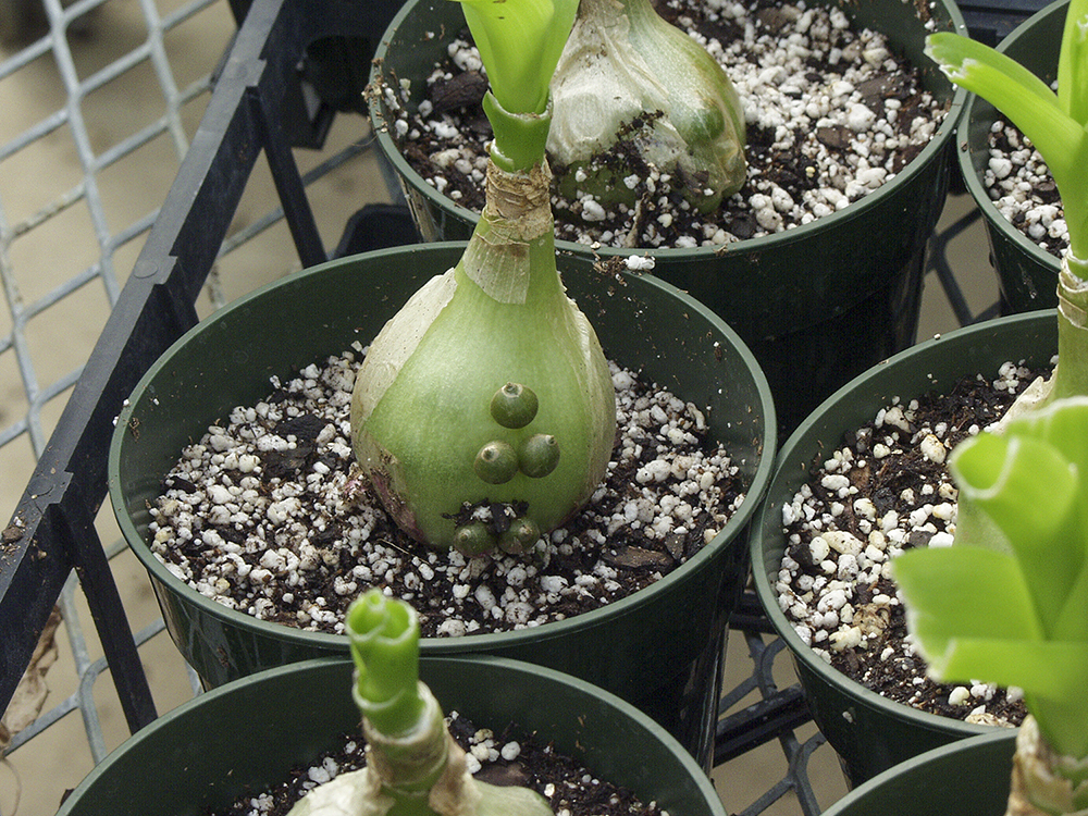 False Sea Onion (Ornithogalum caudatum) | Plants To Grow Plants Database by  Paul S. Drobot