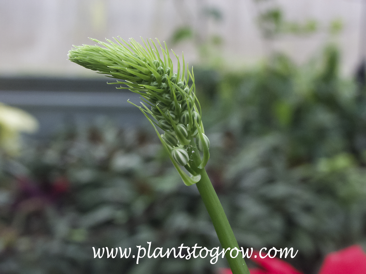 chives plant Garden Chives main image 0