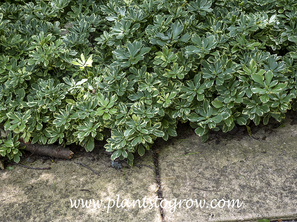Variegated Pachysandra (P. terminalis variegata) | Plants To Grow Plants  Database by Paul S. Drobot