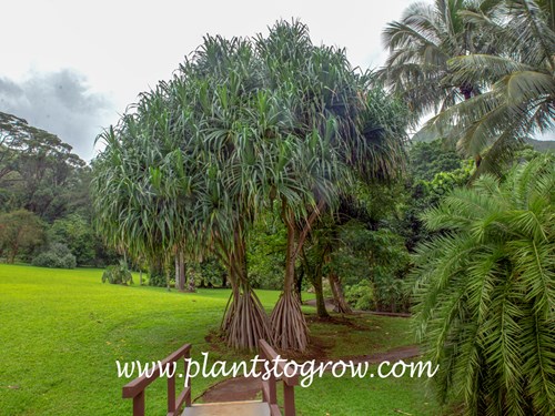 Screw Pine (Pandanus tectorius)
