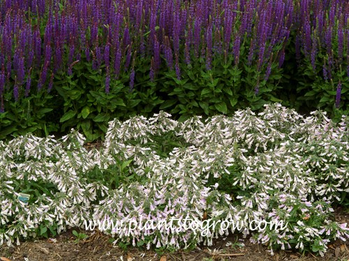 nephthytis white butterfly plant White Butterfly Syngonium Plant – Potclay