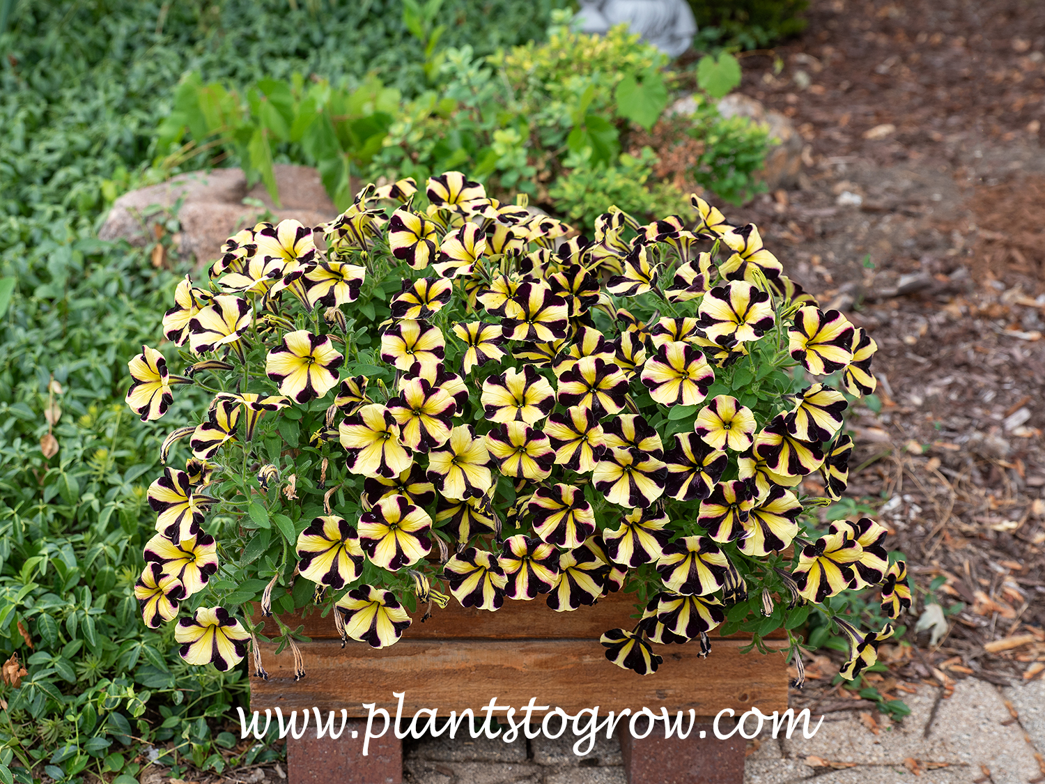 Ten Rayed Sunflower Sunflower Ray Petunia | Plants To Grow Plants Database by Paul S. Drobot