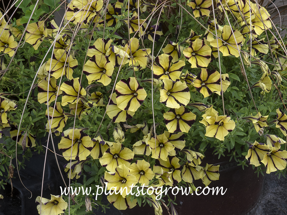 Ten Rayed Sunflower Sunflower Ray Petunia | Plants To Grow Plants Database by Paul S. Drobot