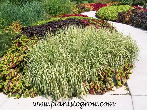 Strawberries and Cream (Phalaris arundinacea) | Plants To Grow Plants  Database by Paul S. Drobot