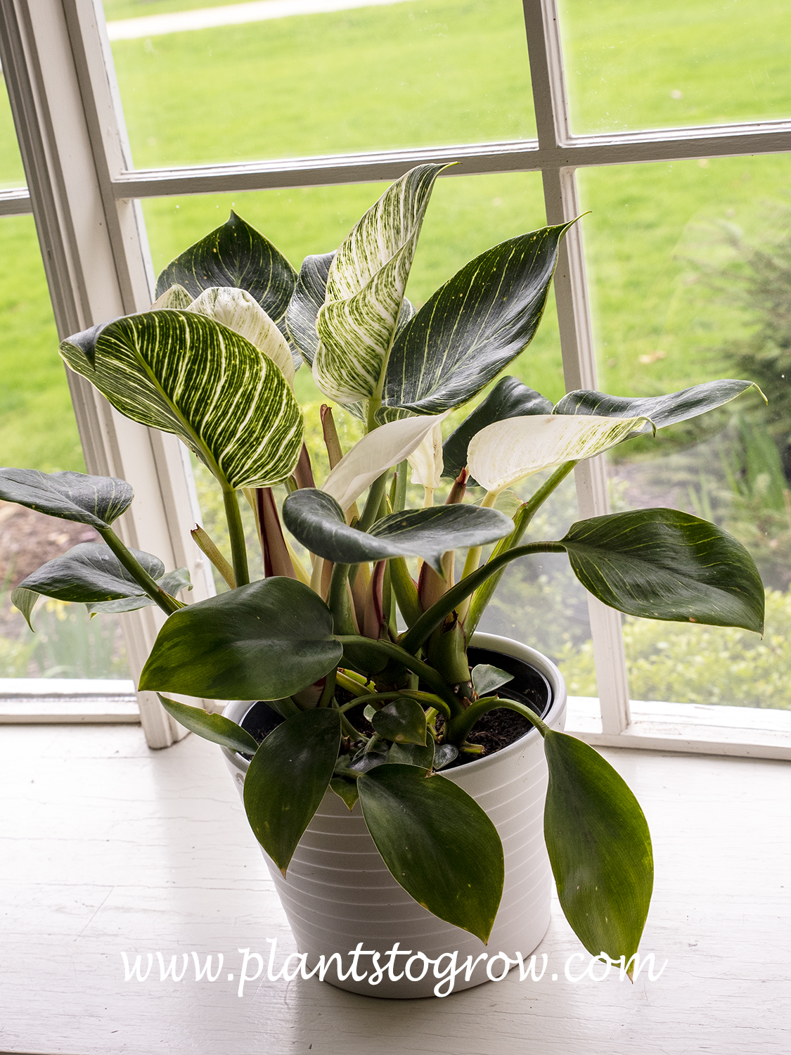 Birkin Philodendron (Philodendron) | Plants To Grow Plants Database by Paul  S. Drobot