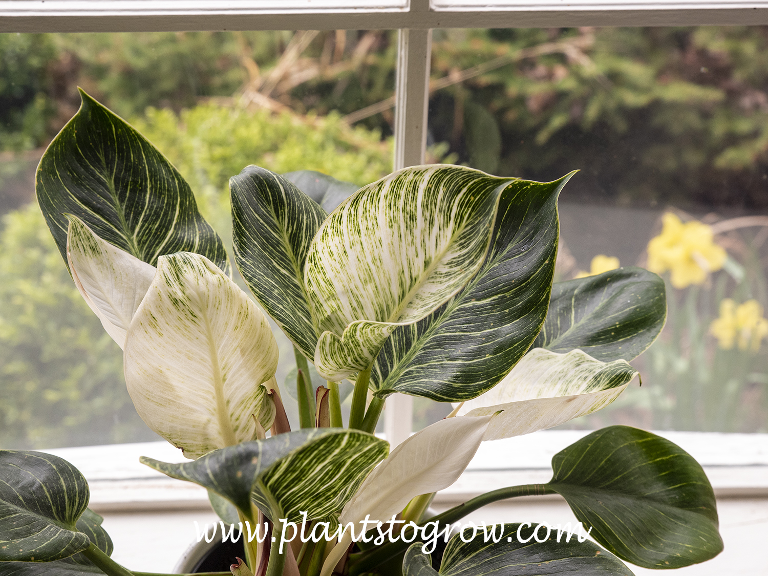 Birkin Philodendron (Philodendron) | Plants To Grow Plants Database by Paul  S. Drobot