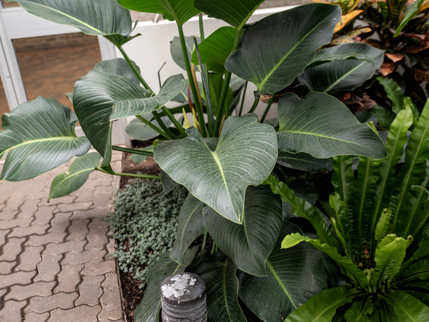 philodendron erubescens white princess Philodendron White Princess, erubescens, 4 inch White Wizard, White  Princess, Very Rare Philo