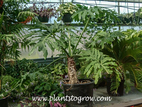 Selloum Philodendron (Philodendron bipinnatifidum) | Plants To Grow Plants  Database by Paul S. Drobot