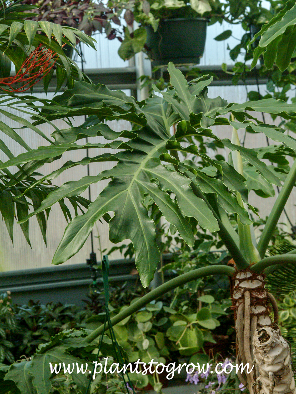 Selloum Philodendron (Philodendron bipinnatifidum) | Plants To Grow Plants  Database by Paul S. Drobot