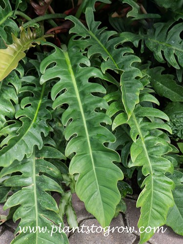 castor plant Castor Oil Bean 'Carmencita Pink' seeds main image 0