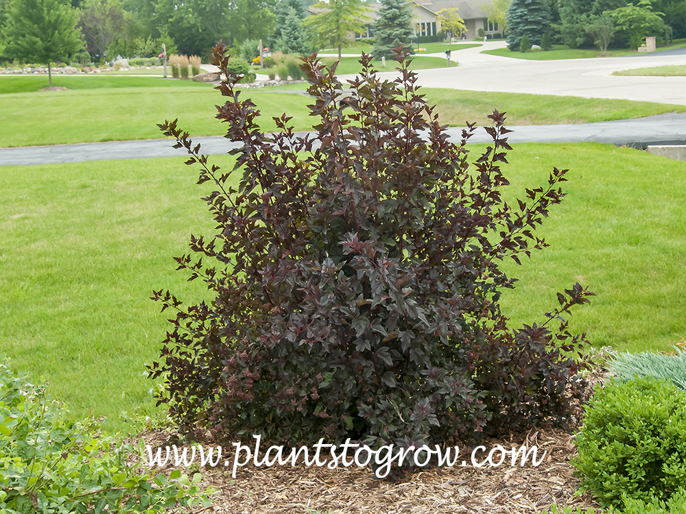 Summer Wine' Ninebark (Physocarpus opulifolius) | Plants To Grow Plants  Database by Paul S. Drobot